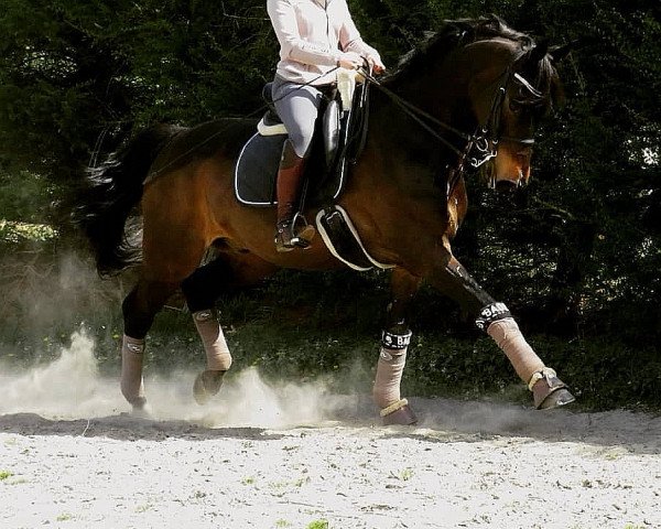 Dressurpferd Fabicello (Sachsen-Anhaltiner, 2001, von Friendship)