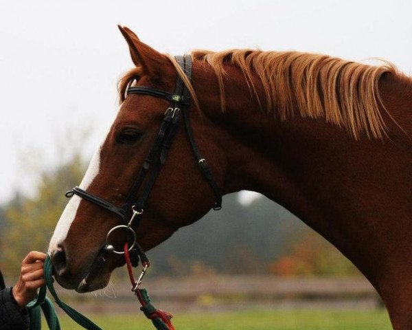 horse Freya (Oldenburg, 2009, from Sir Gregory)