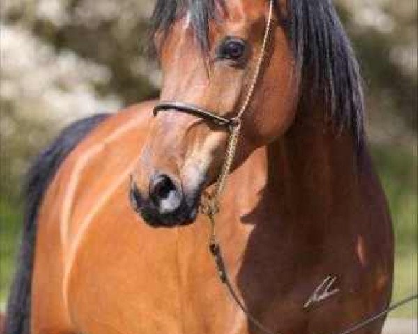 broodmare Nafinjah ox (Arabian purebred, 2005, from GR Faleeh EAO)