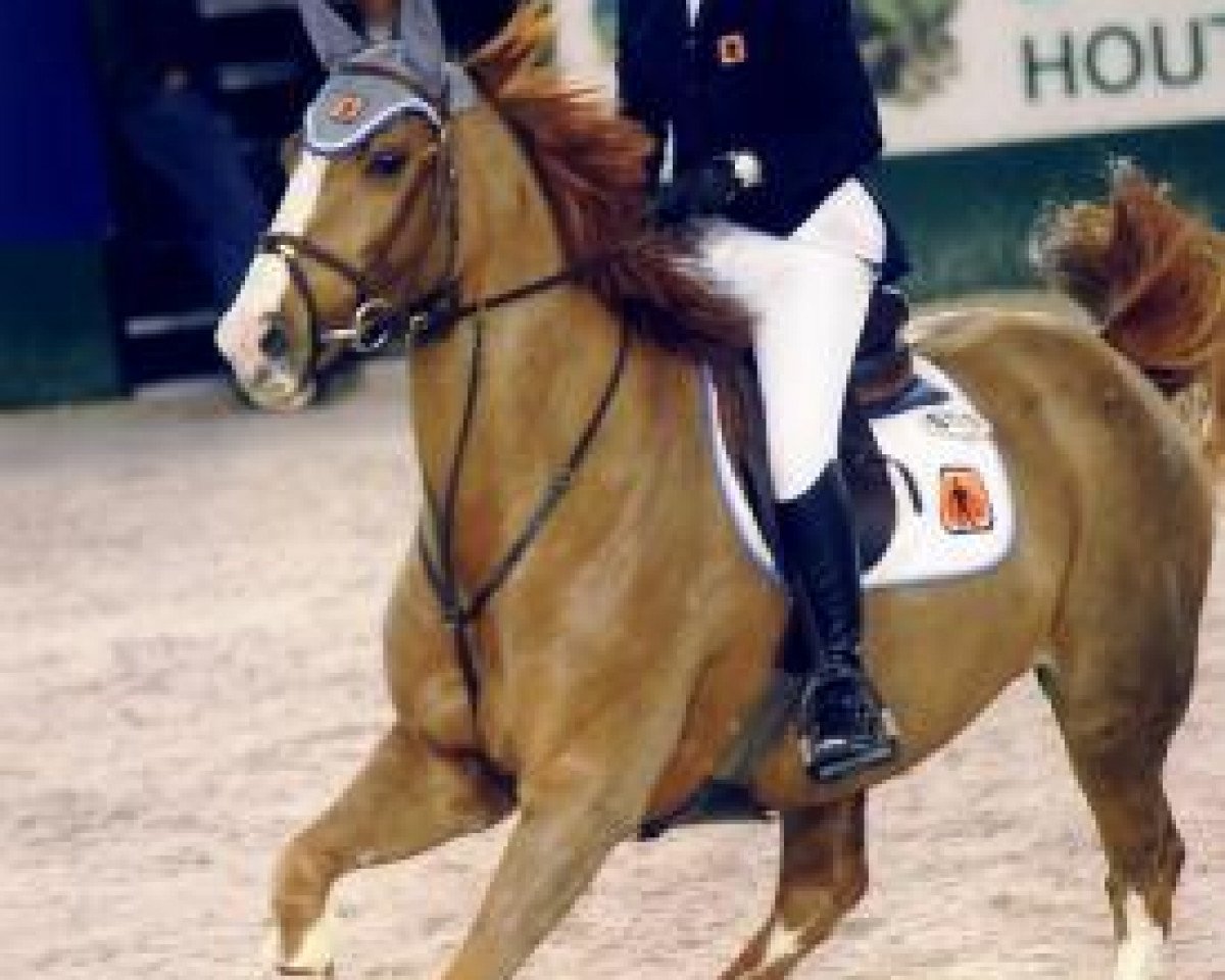broodmare Curry H (Oldenburg, 1993, from Classiker)