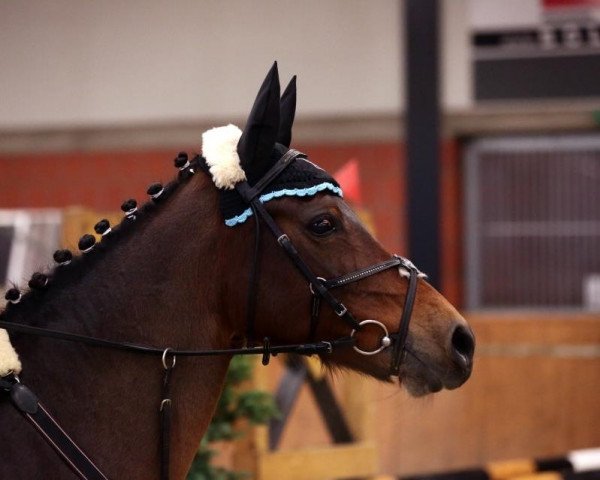jumper Siesta (German Riding Pony, 1995)