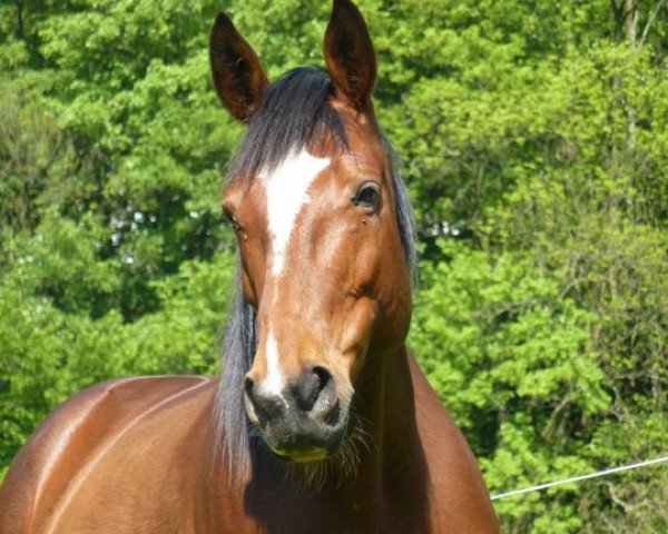 Kůň Space Cowboy (Německý klusák, 2000, od Juis (DE))