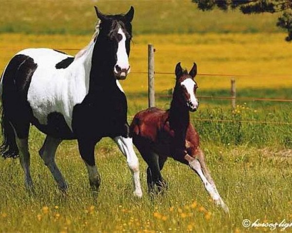 broodmare Lasans Frostedlace (Paint Horse, 1989, from Lasan Smoky Rascal) broodmare Lasans Frostedlace (Paint Horse, 1989, from Lasan Smoky Rascal)
