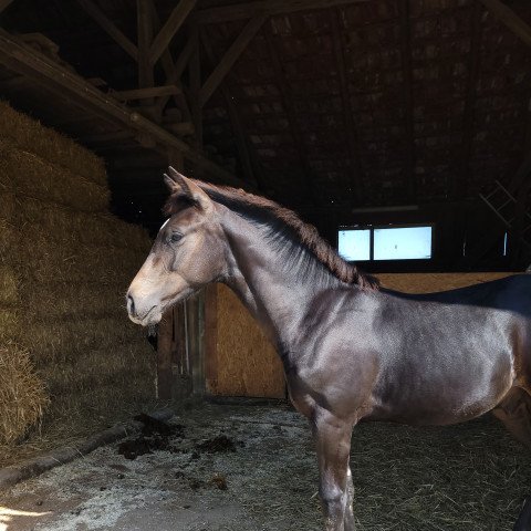 horse Elvis M (Oldenburg, 2021, from Erdinger)