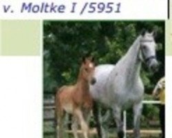 broodmare Juwel (Holsteiner, 1972, from Moltke I)