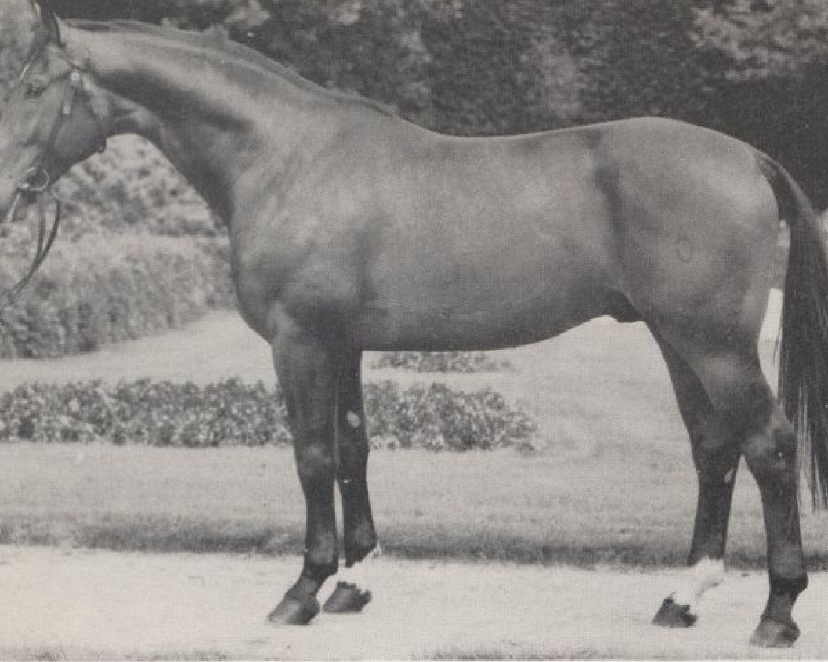 Deckhengst Radiant (Westfale, 1965, von Romulus I)