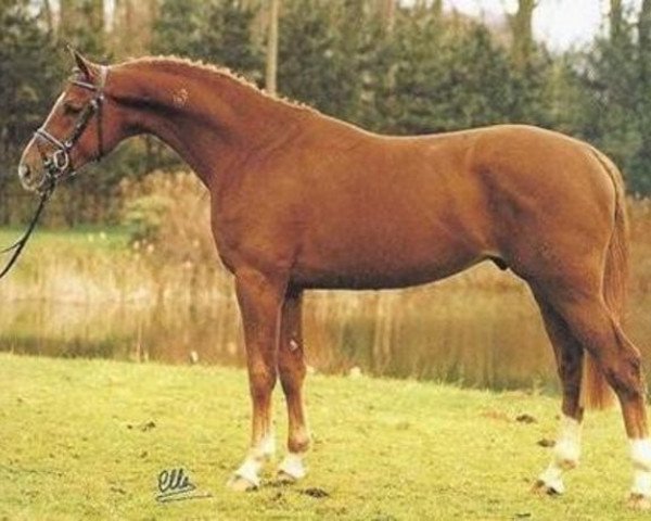 stallion Pro Pilot I (Westphalian, 1989, from Pilot) stallion Pro Pilot I (Westphalian, 1989, from Pilot)