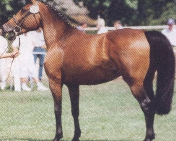 broodmare Oktave (Holsteiner, 1977, from Ronald)