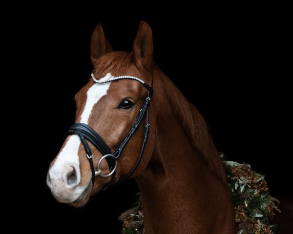 dressage horse Sir Uwe (Westphalian, 2014, from Sir Heinrich OLD)