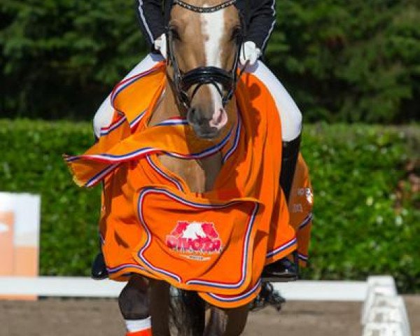 Deckhengst Don Ducky C-two DVB (Deutsches Reitpony, 2009, von FS Don't Worry)