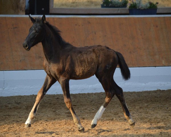 horse Rubensdame (Rhinelander, 2013, from Rohjuwel OLD)