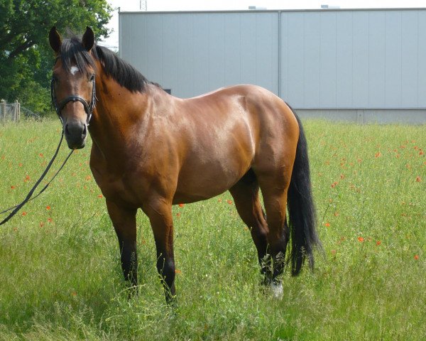 jumper Limmit R (Oldenburg, 1998, from Lancer III)