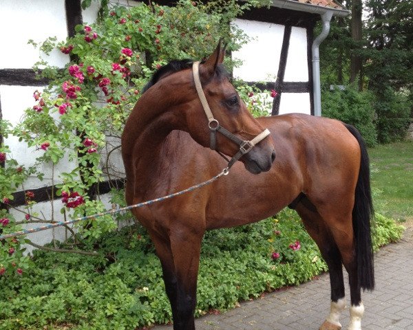 Springpferd Inventor 2 (Belgisches Warmblut, 2008, von Cooper van de Heffinck)