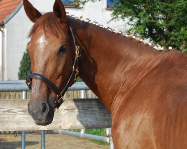 broodmare Grandine (Bavarian, 1989, from Goldglanz)