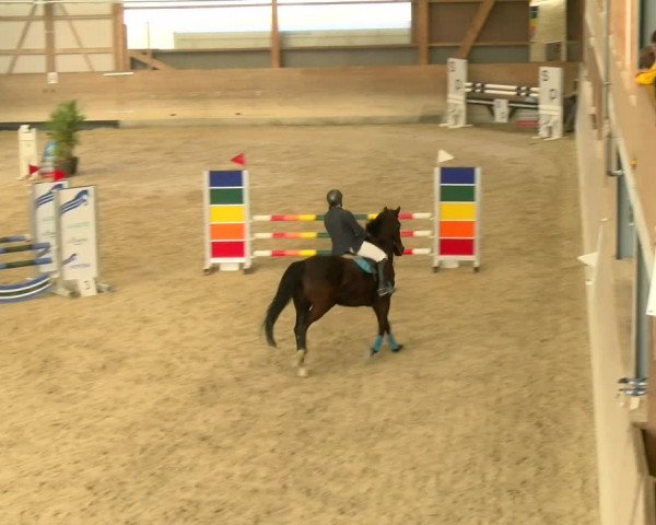 Reitturnier Schaffhausen 2022
