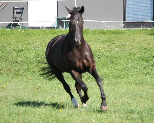 dressage horse Rupee (Bavarian, 2000, from Monteverdi)