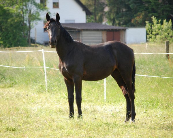 Pferd Sir Chesterfield 2 (Oldenburger, 2008, von Carenzo)