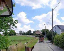 jumper Quimbra CH (Swiss Warmblood, 2014)