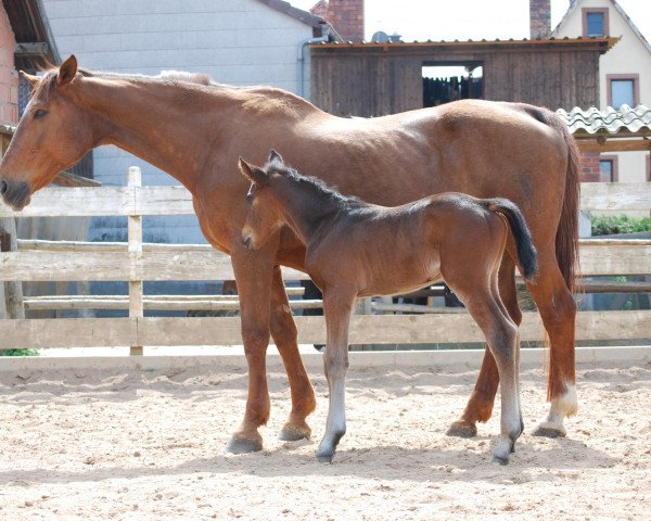 Springpferd Sisko 104 (Oldenburger, 2009, von Stalypso)