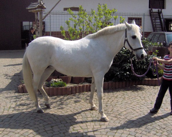 broodmare Grisette (German Riding Pony, 1989, from Galdos ben Mors 1977 ox)