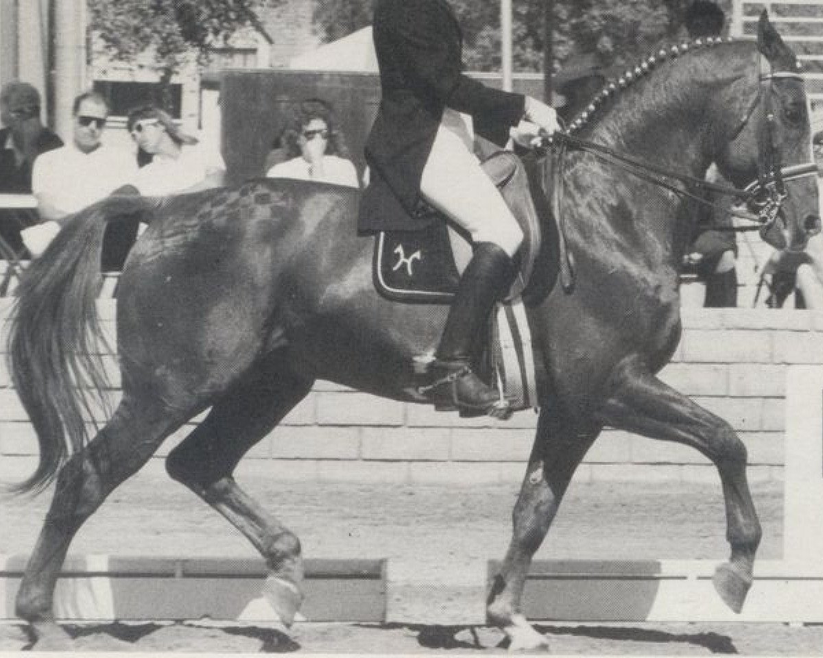 stallion Achat (Hanoverian, 1970, from Archimedes 4103)