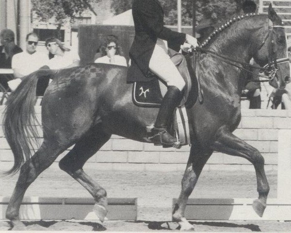 stallion Achat (Hanoverian, 1970, from Archimedes 4103)