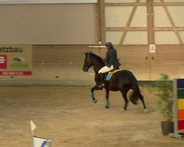 Reitturnier Schaffhausen 2022