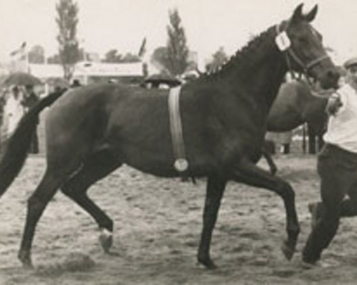 Zuchtstute Berolina (Holsteiner, 1965, von Fasching)
