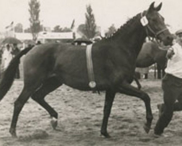 broodmare Berolina (Holsteiner, 1965, from Fasching)