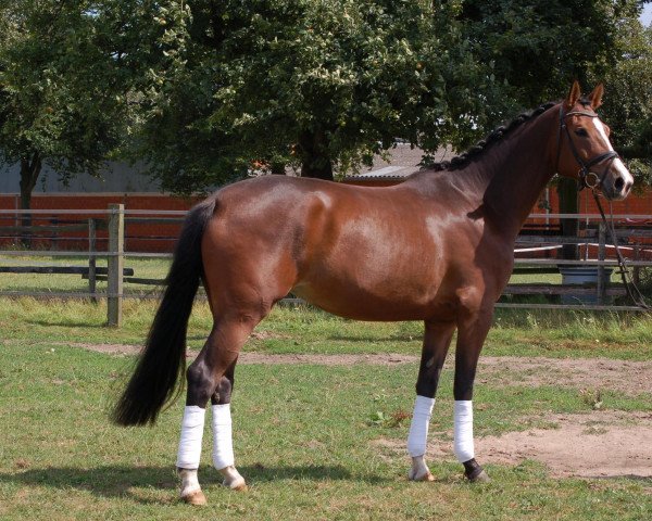 horse Finn Filou (Rhinelander, 2009, from Fleury)