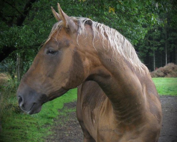 stallion Moelleaaens Magic Midas (Palomino, 2006, from Magic Memphis)