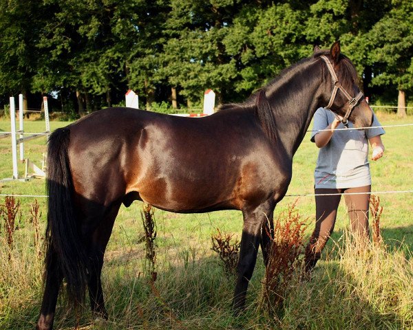 horse Hopkins (German Riding Pony, 2012, from MPS Hugo Boss WE)