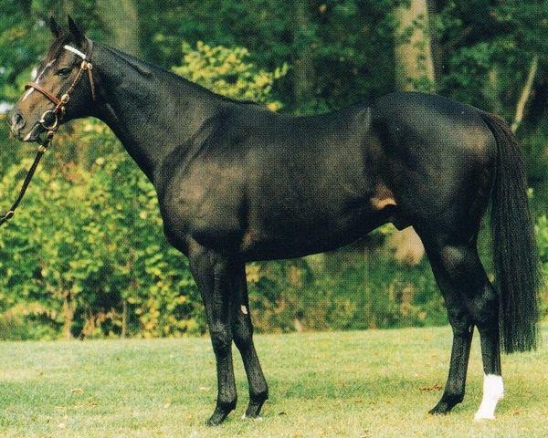 stallion Warning xx (Thoroughbred, 1985, from Known Fact xx) stallion Warning xx (Thoroughbred, 1985, from Known Fact xx)