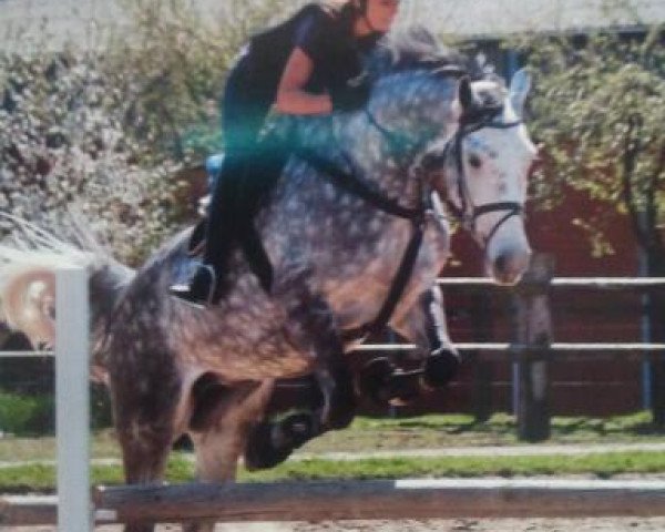 jumper Carino (Holsteiner, 2007, from Carlos DZ)