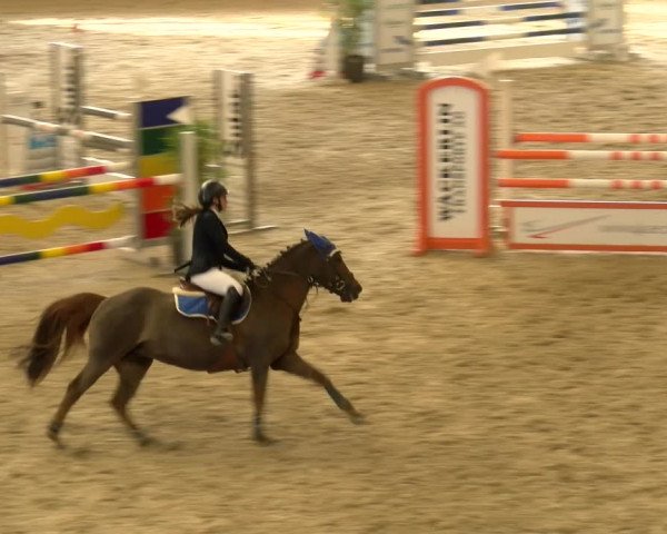 Reitturnier Schaffhausen 2022