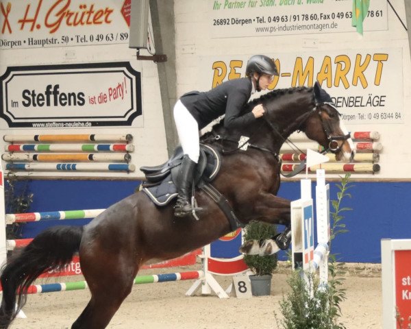 Cavallo da salto Dia 27 (Holsteiner, 2016, di Diarado)