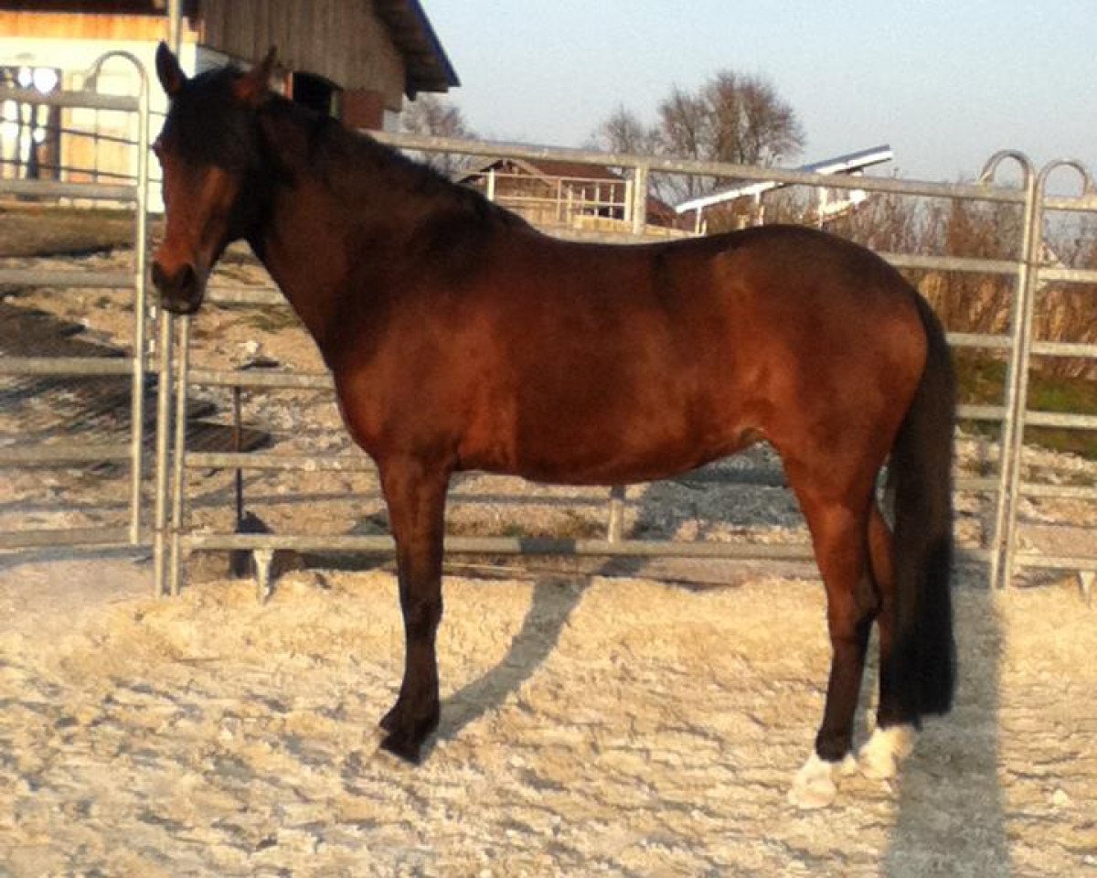 horse Viwa (German Riding Pony, 2003, from Vivaldi)