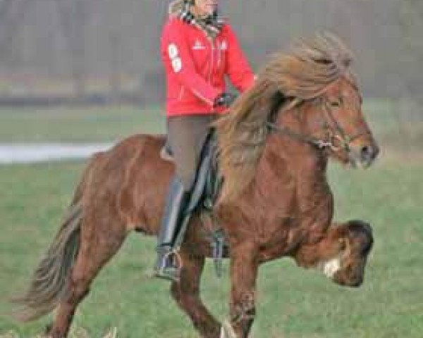 stallion Lykill fra Blesastödum (Iceland Horse, 1998, from Orri frá Þúfu i Landeyjum)