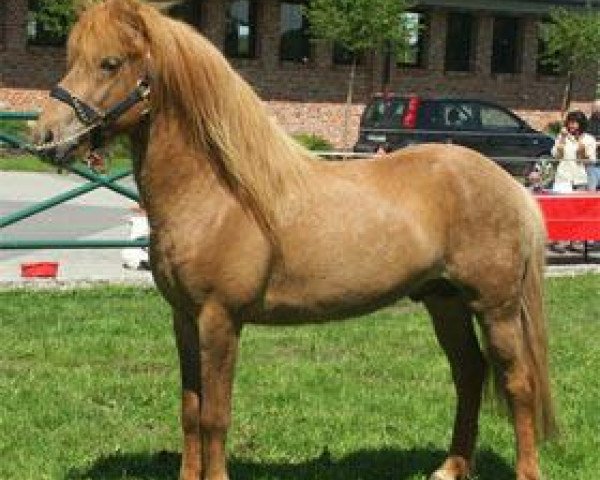 horse Djakni vom Kronshof II (Iceland Horse, 2006, from Teigur vom Kronshof)