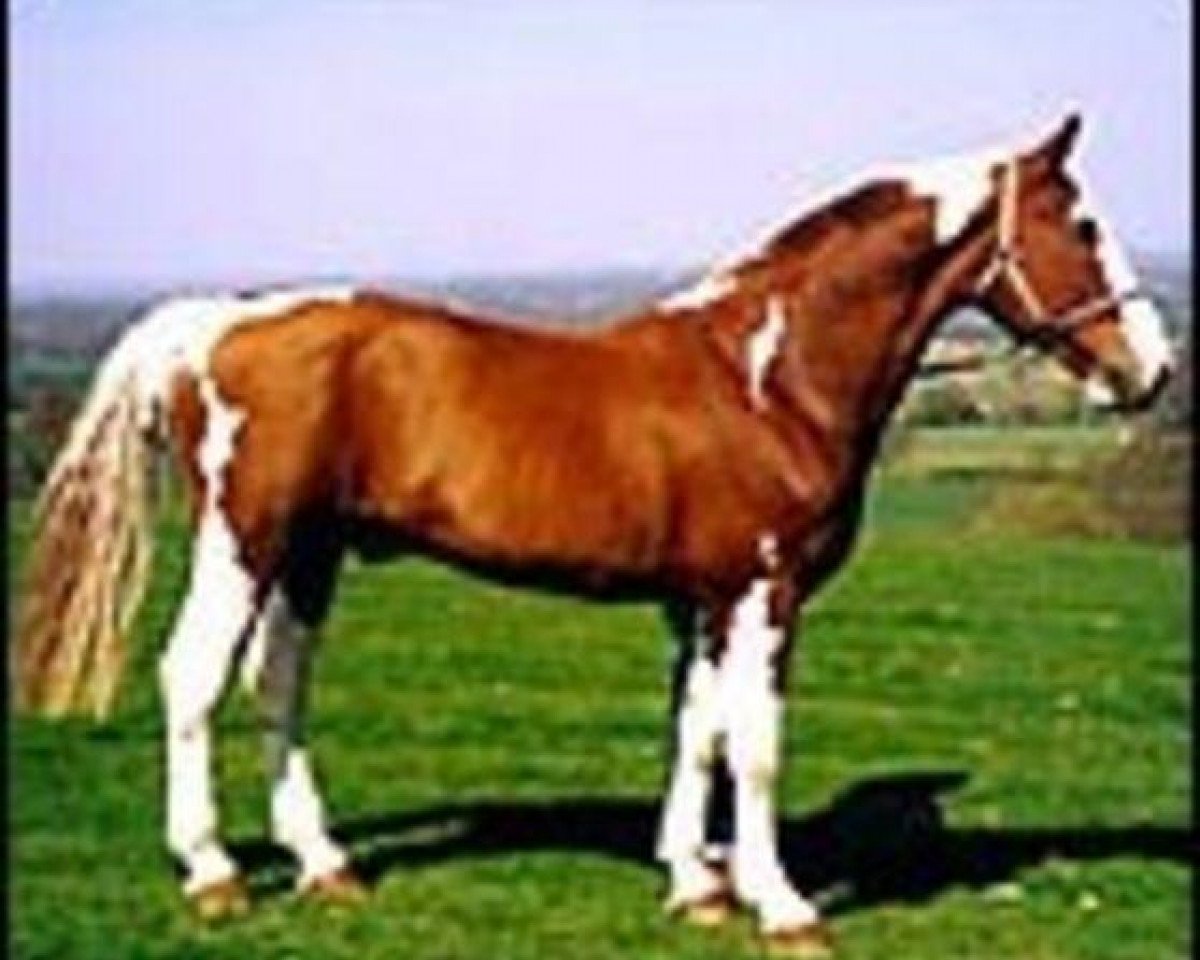stallion Mars (British Sport Horse, 1983, from Jupiter)