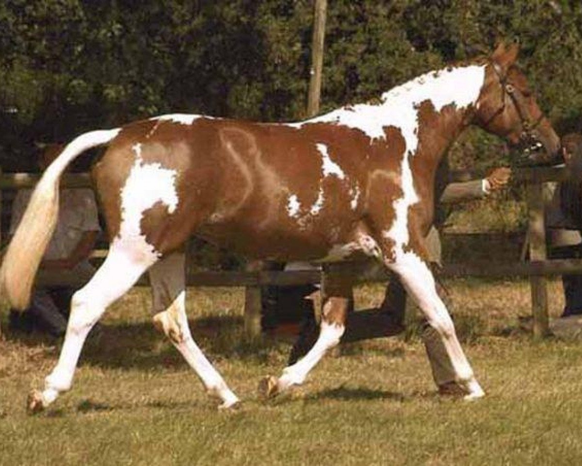 broodmare Ashlan Dreamsong (UK Warmblood, 2001, from Mars)