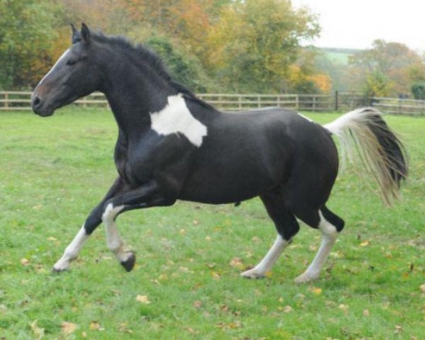 horse Ashlan Libretto (UK Warmblood, 2006, from Phanten)