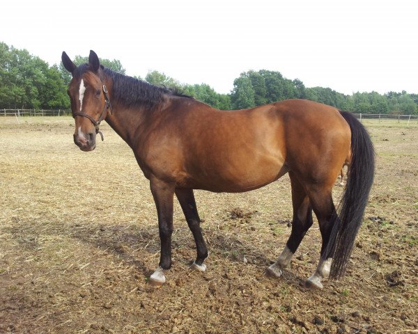 broodmare Ribana (Westphalian, 1995, from Rex Fritz)
