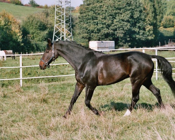 horse Dream Cheri (Westphalian, 1995, from Dream of Glory)