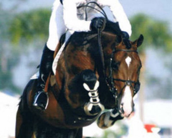 Deckhengst Lester (KWPN (Niederländisches Warmblut), 1993, von Lancer II)