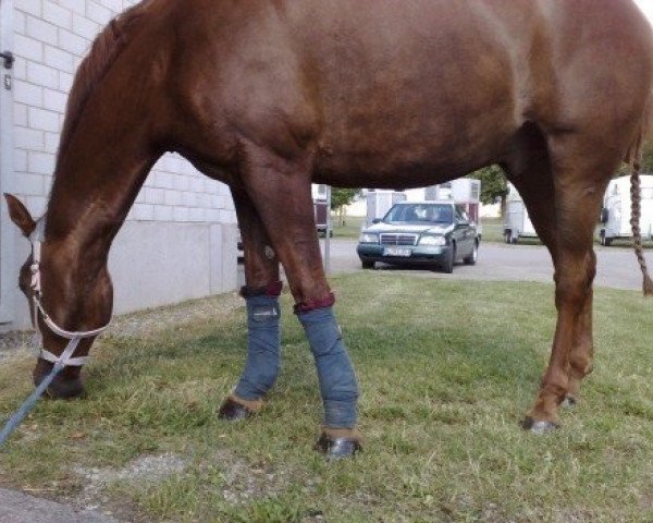 horse Benito 98 (Hanoverian, 1999, from Bergamon)