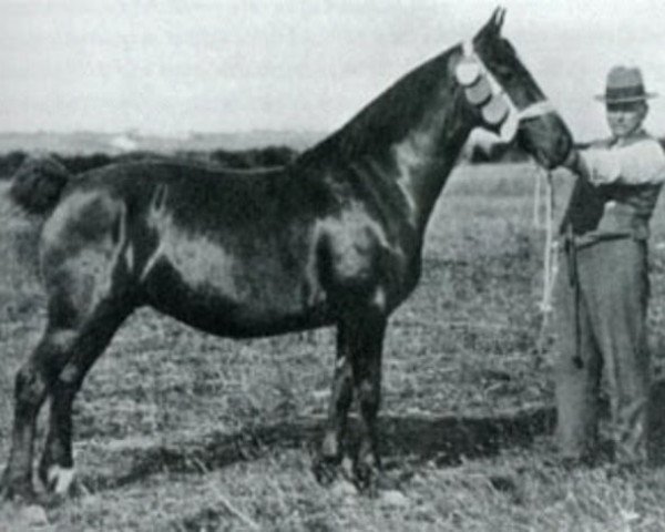 Zuchtstute Dewi Black Bess (Welsh-Cob (Sek. C), 1926, von Ceitho Welsh Comet)