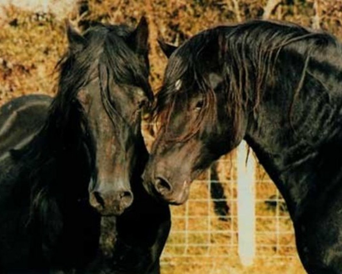 stallion Derwen Rosina's Last (Welsh-Cob (Sek. D), 1970, from Nebo Black Magic)