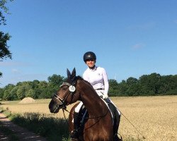 dressage horse Golden Beauty 4 (Bavarian, 2009, from Sir Nymphenburg I)