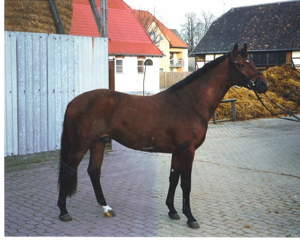 horse Tennessee (Oldenburg, 1992, from Traumdeuter DH 482)